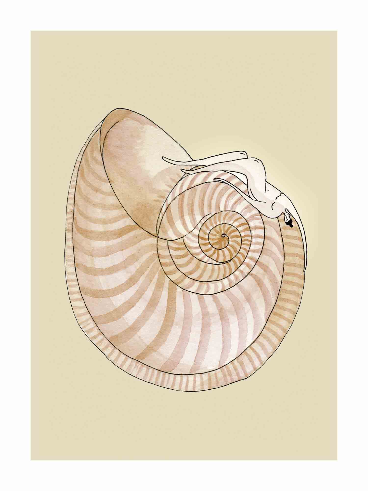 SEASHELL SYMPHONY kunstplakat med liggende figur på rosa spiralformet muslingeskal